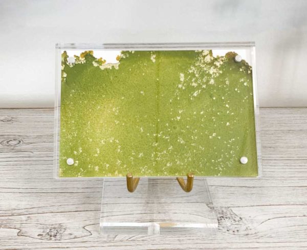 Jennifer Solt Fine Art
